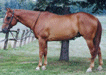 Quarterhorses