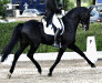 Dressage / Trails / Pleasure Horses