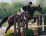 Thoroughbred Sport Horses - under $20,000
