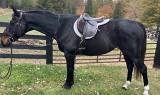 5819 - Horatio