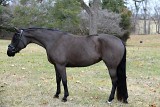 5824 - Goodnight Kiss    aka Duchess