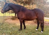 5850 - Noble