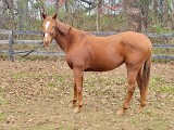 5856 - Cedar