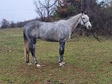 5857 - Rucker